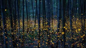 Great Smoky Mountains National Park set for mesmerizing display of synchronous fireflies