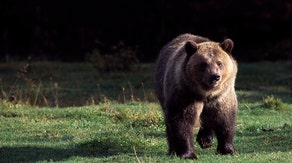 Grizzly bear dies by vehicle strike in Grand Teton National Park months after mother suffers same fate