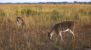 Fatal 'zombie deer' disease found at Virginia national park