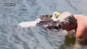 Florida man evades alligator in lake to save injured American bald eagle