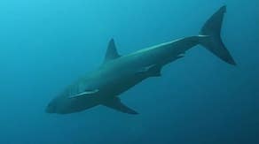 Watch: Diving instructor spots large shark while swimming off South Carolina coast