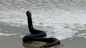 Watch: Maryland beachgoers shocked when snake emerges from ocean surf