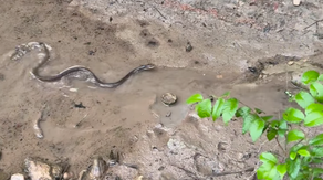 'So many snakes:' Recent rain creates oasis for reptiles along popular Texas hiking trail