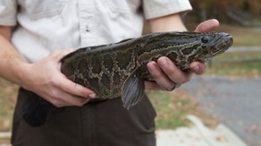 Cut the head off this invasive python-looking fish if you see it, conservationists say