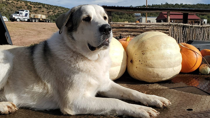 Buford on Dunton Ranch, in Kingman, Arizona.