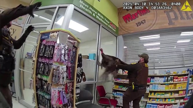 Police officers attempt to capture a turkey that found itself inside a grocery store