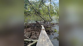 Bald eagle chicks rescued from sinking nest in Missouri river