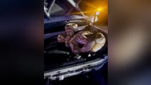 See it: 15-foot python captured in Texas after slithering into engine of pickup truck