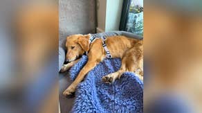 Rescue dog missing 36 days found swimming in waters off British island