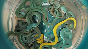 Smuggler with bag full of venomous viper snakes stopped by India customs
